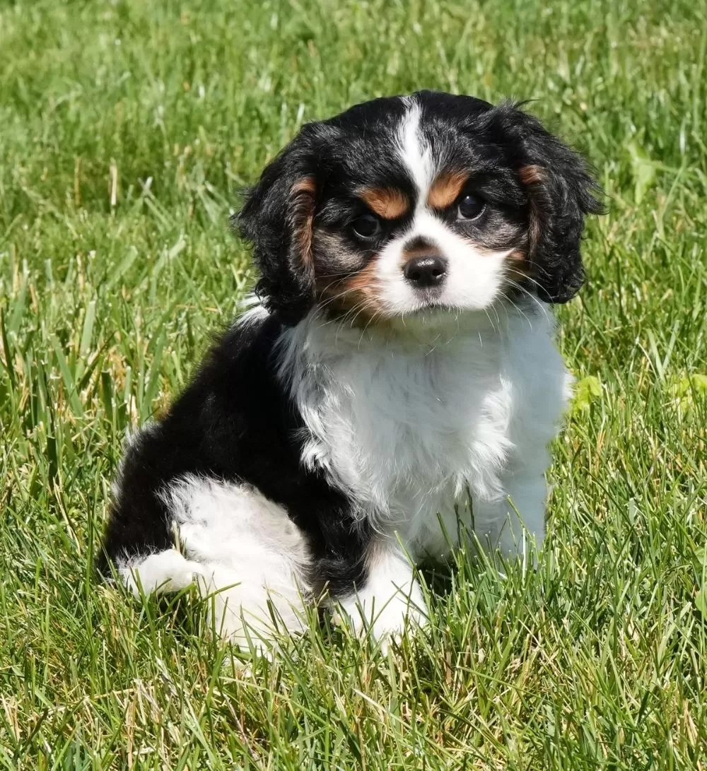 Cavalier King Charles Spaniels