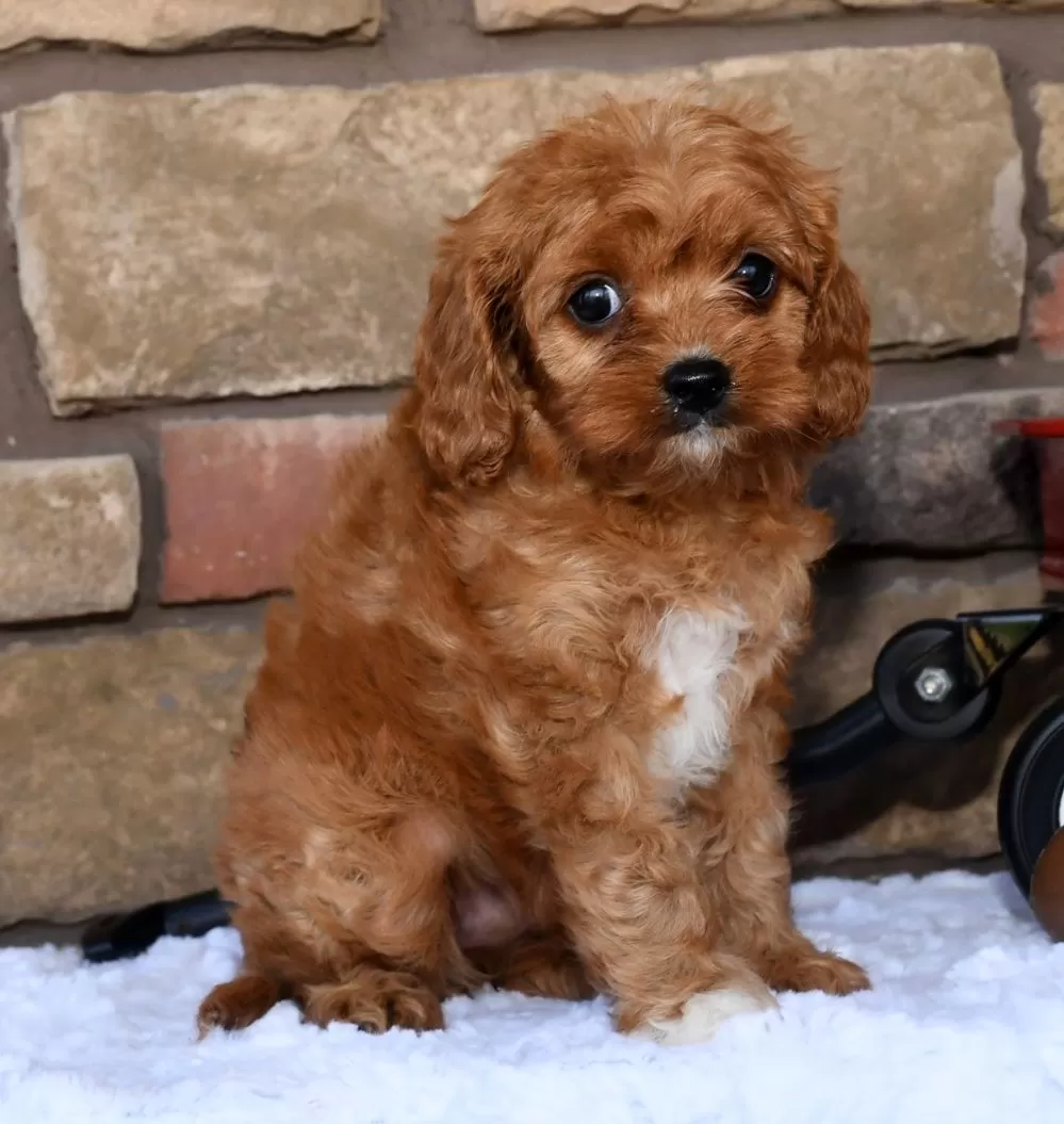 Cavapoo