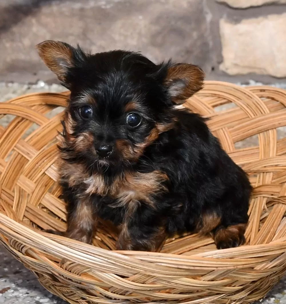 Yorkshire Terrier